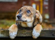 'Cielos en Calma': Congreso da primer paso para regular la pólvora y proteger a los animales en Colombia