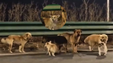 ¿Todo es falso? La verdadera historia detrás del video viral de perritos que “huyeron” en China 