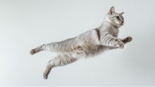 Mito o verdad: ¿Los gatos siempre caen de pie? Esto dice la ciencia al respecto